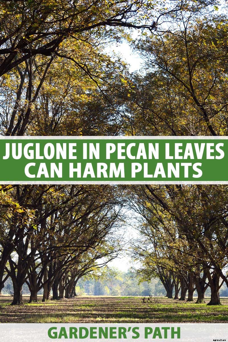 Juglone in Pecan Leaves Can Harm Plants
