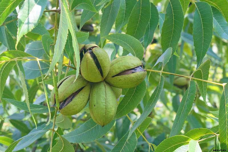 Juglone in Pecan Leaves Can Harm Plants