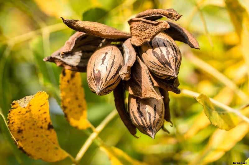 Juglone in Pecan Leaves Can Harm Plants