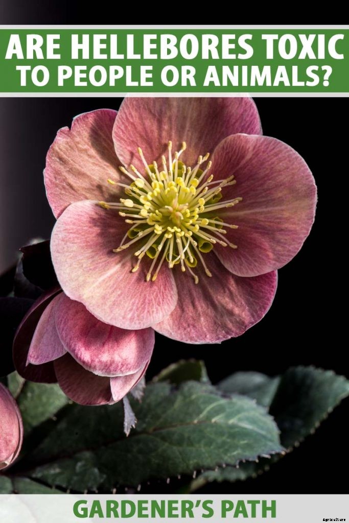 Are Hellebores Toxic to Animals or People?