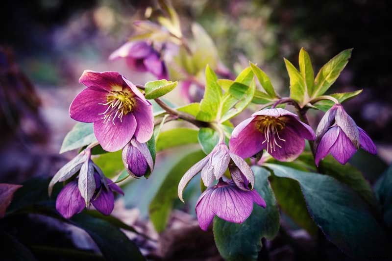 Are Hellebores Toxic to Animals or People?