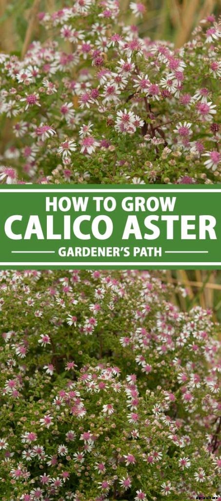 How to Grow and Care for Calico Aster in the Late Summer to Fall Garden