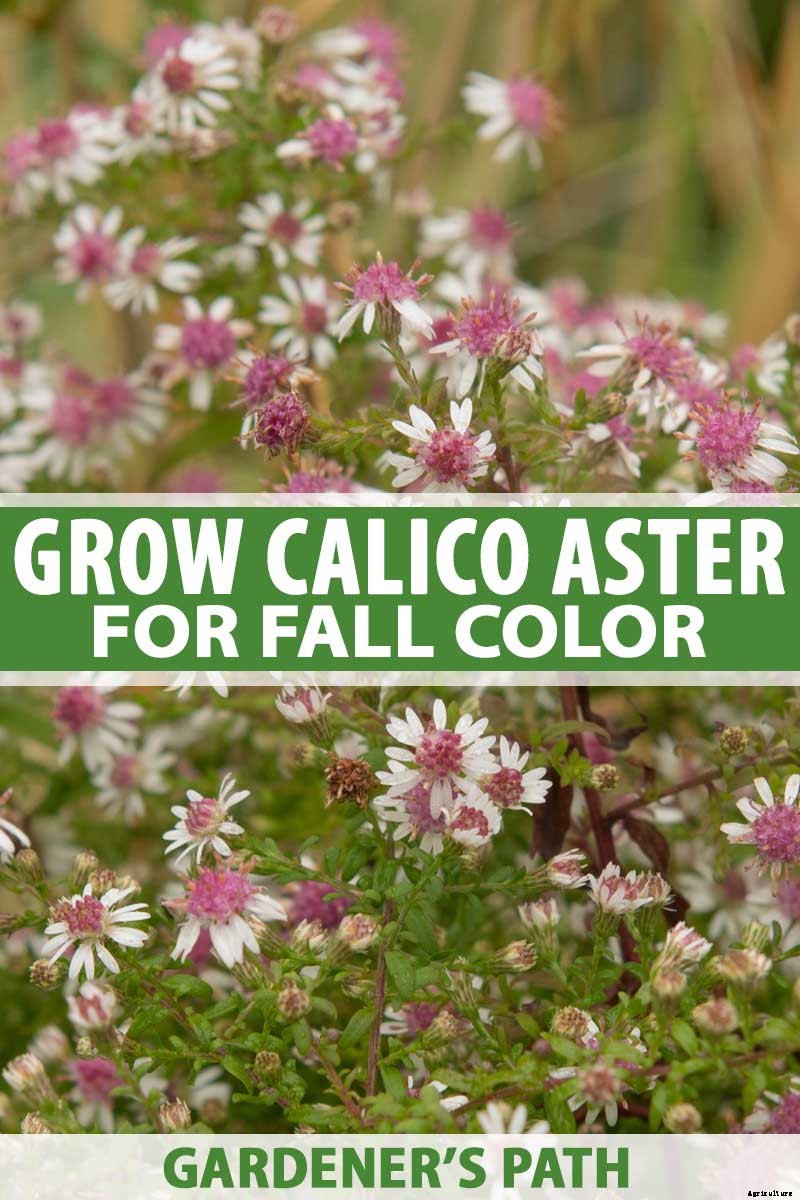 How to Grow and Care for Calico Aster in the Late Summer to Fall Garden