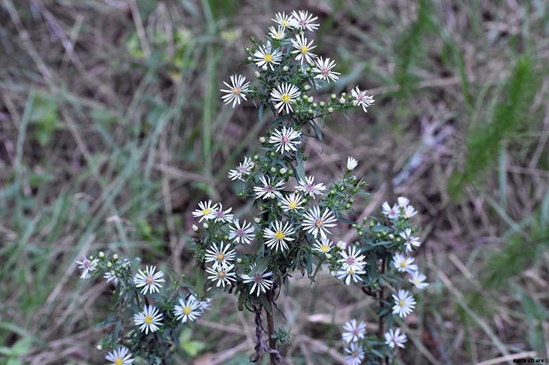 How to Grow and Care for Calico Aster in the Late Summer to Fall Garden