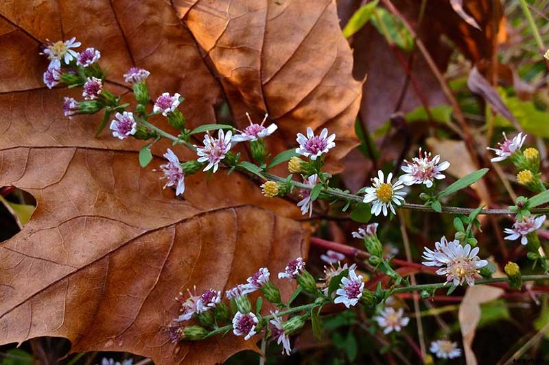 How to Grow and Care for Calico Aster in the Late Summer to Fall Garden