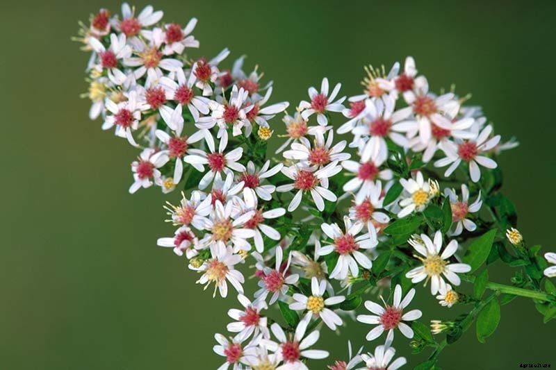 How to Grow and Care for Calico Aster in the Late Summer to Fall Garden