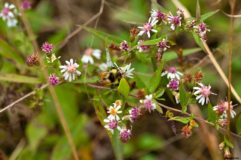 How to Grow and Care for Calico Aster in the Late Summer to Fall Garden