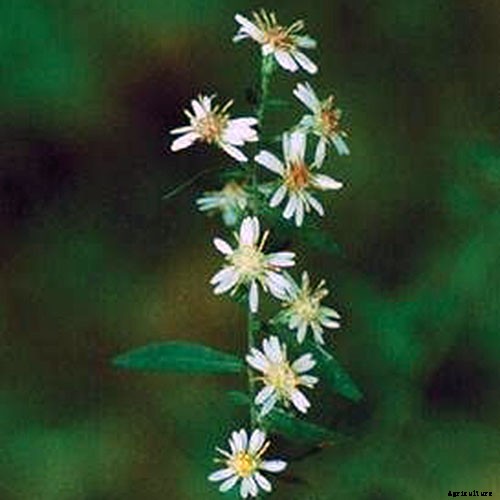 How to Grow and Care for Calico Aster in the Late Summer to Fall Garden