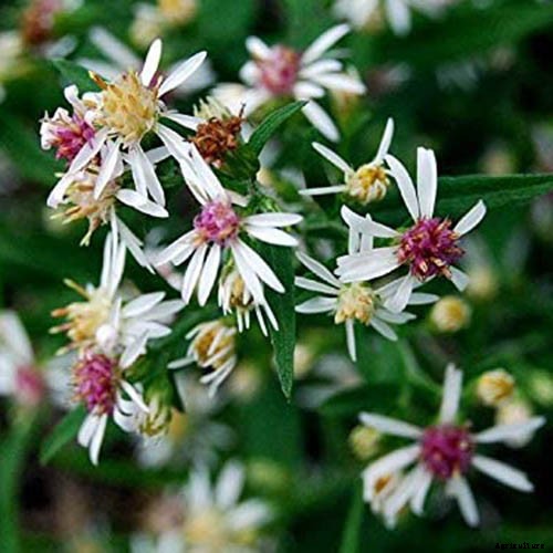 How to Grow and Care for Calico Aster in the Late Summer to Fall Garden