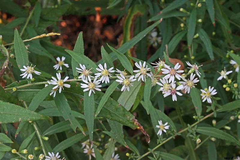 How to Grow and Care for Calico Aster in the Late Summer to Fall Garden