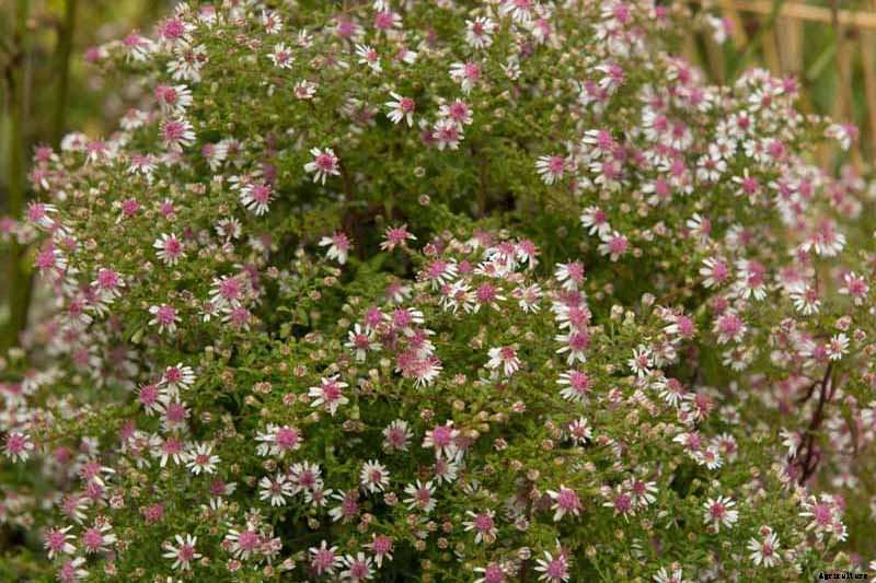 How to Grow and Care for Calico Aster in the Late Summer to Fall Garden