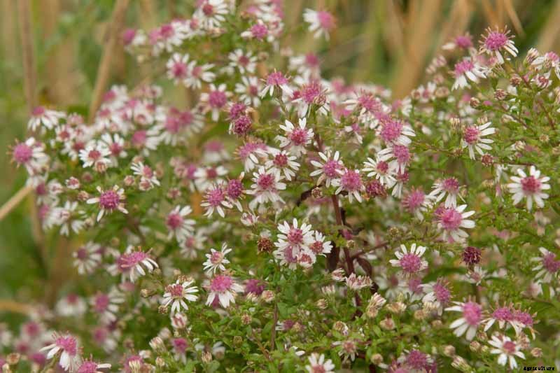 How to Grow and Care for Calico Aster in the Late Summer to Fall Garden