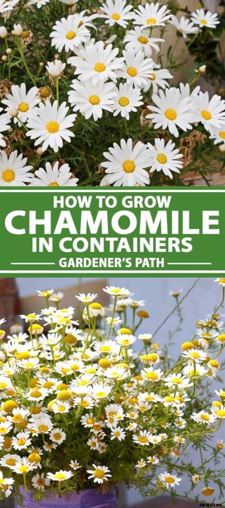 How to Grow Chamomile in Containers