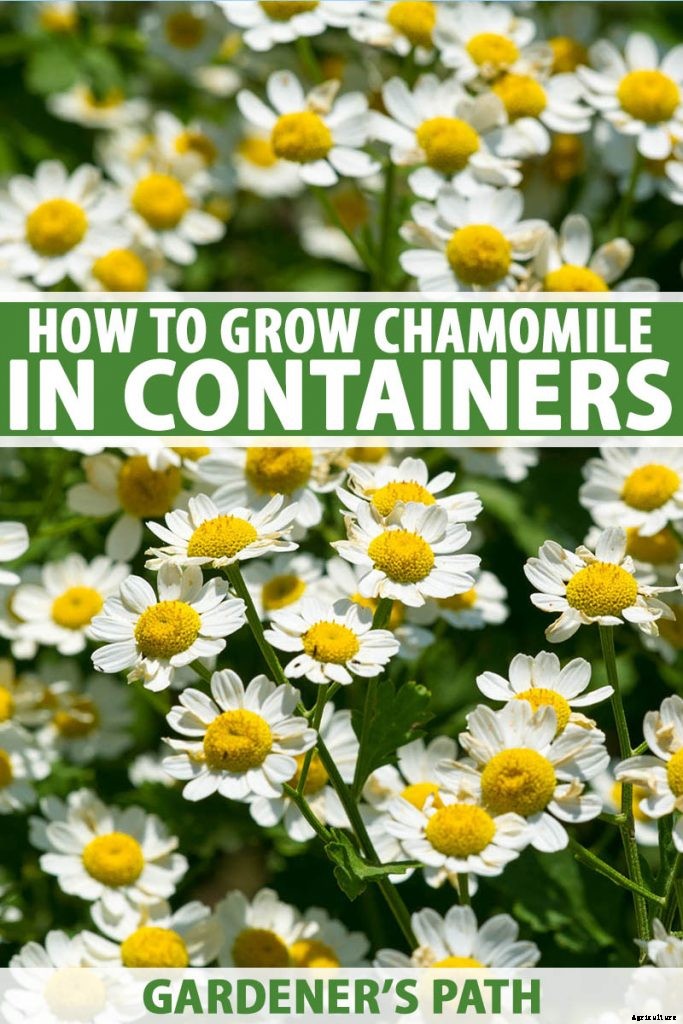 How to Grow Chamomile in Containers
