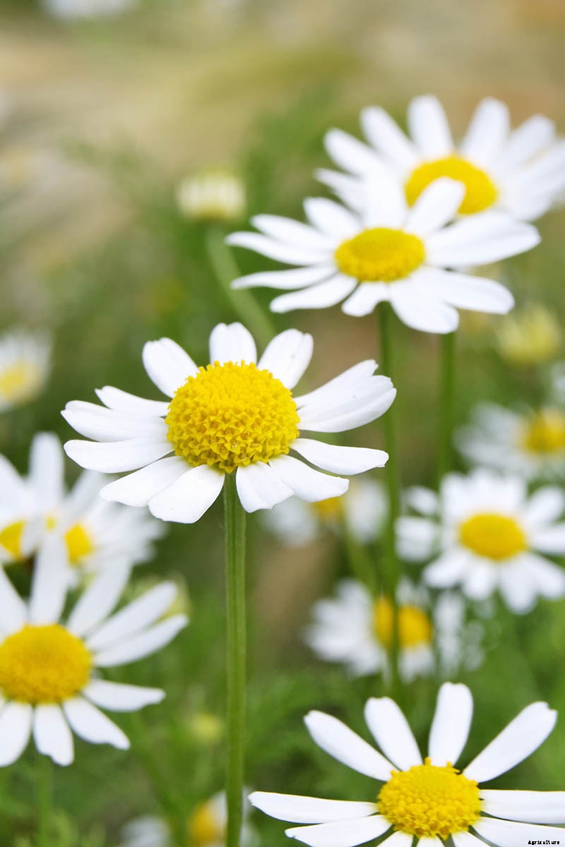 How to Grow Chamomile in Containers