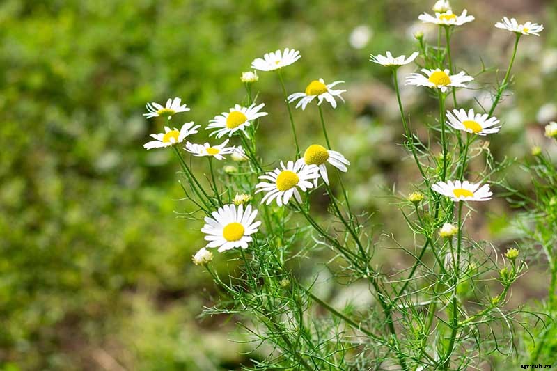 How to Grow Chamomile in Containers