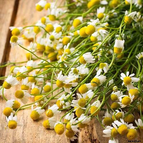How to Grow Chamomile in Containers