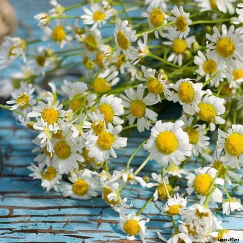How to Grow Chamomile in Containers