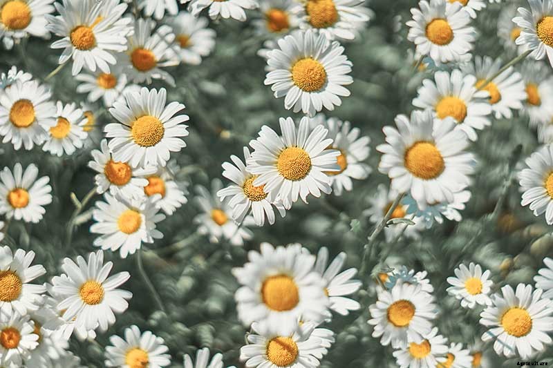 How to Grow Chamomile in Containers