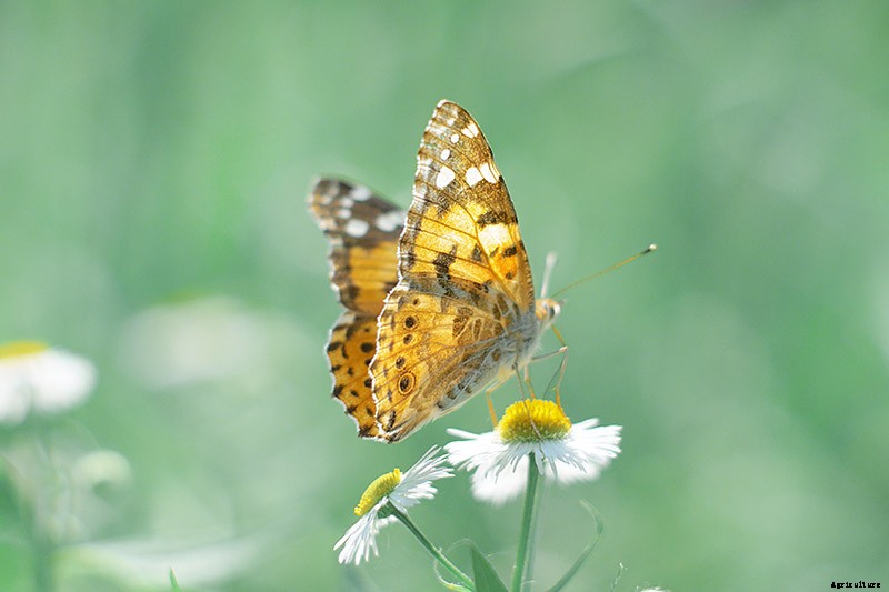 How to Grow Chamomile in Containers