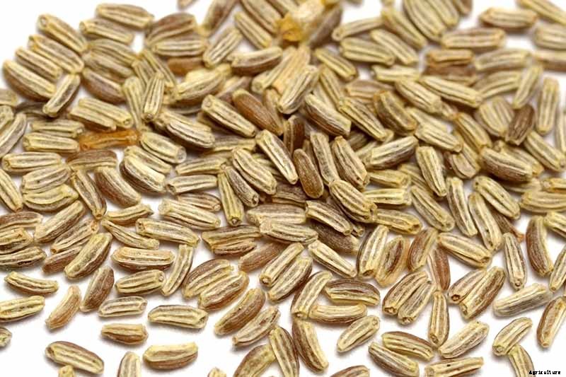 How to Grow Chamomile in Containers