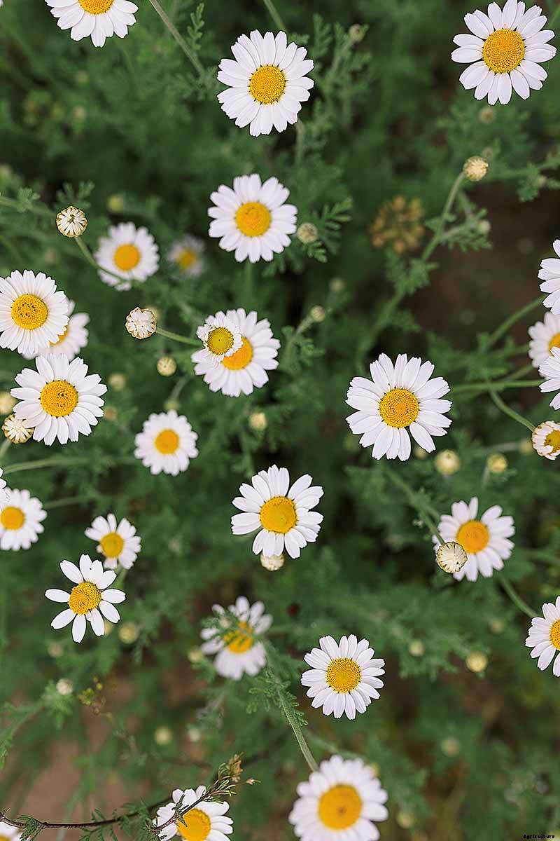 How to Grow Chamomile in Containers