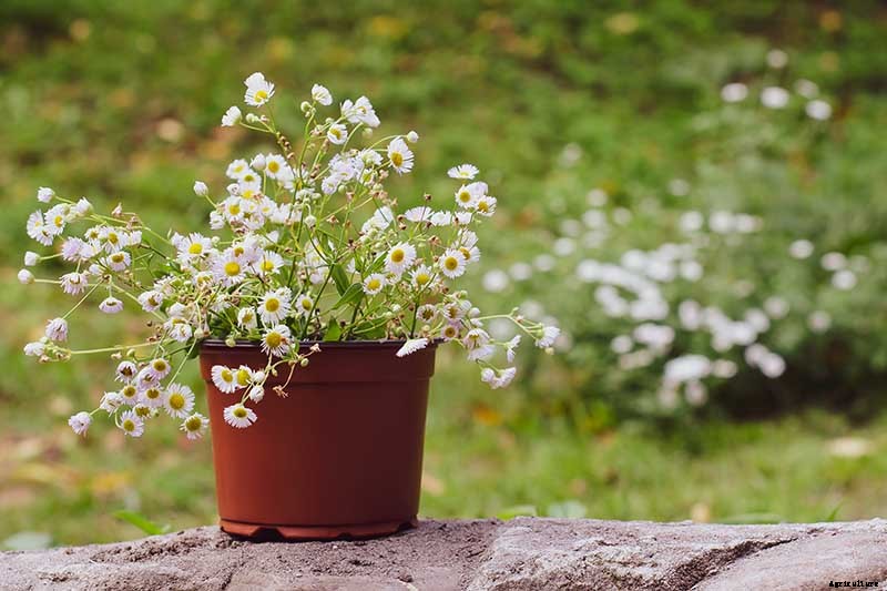 How to Grow Chamomile in Containers