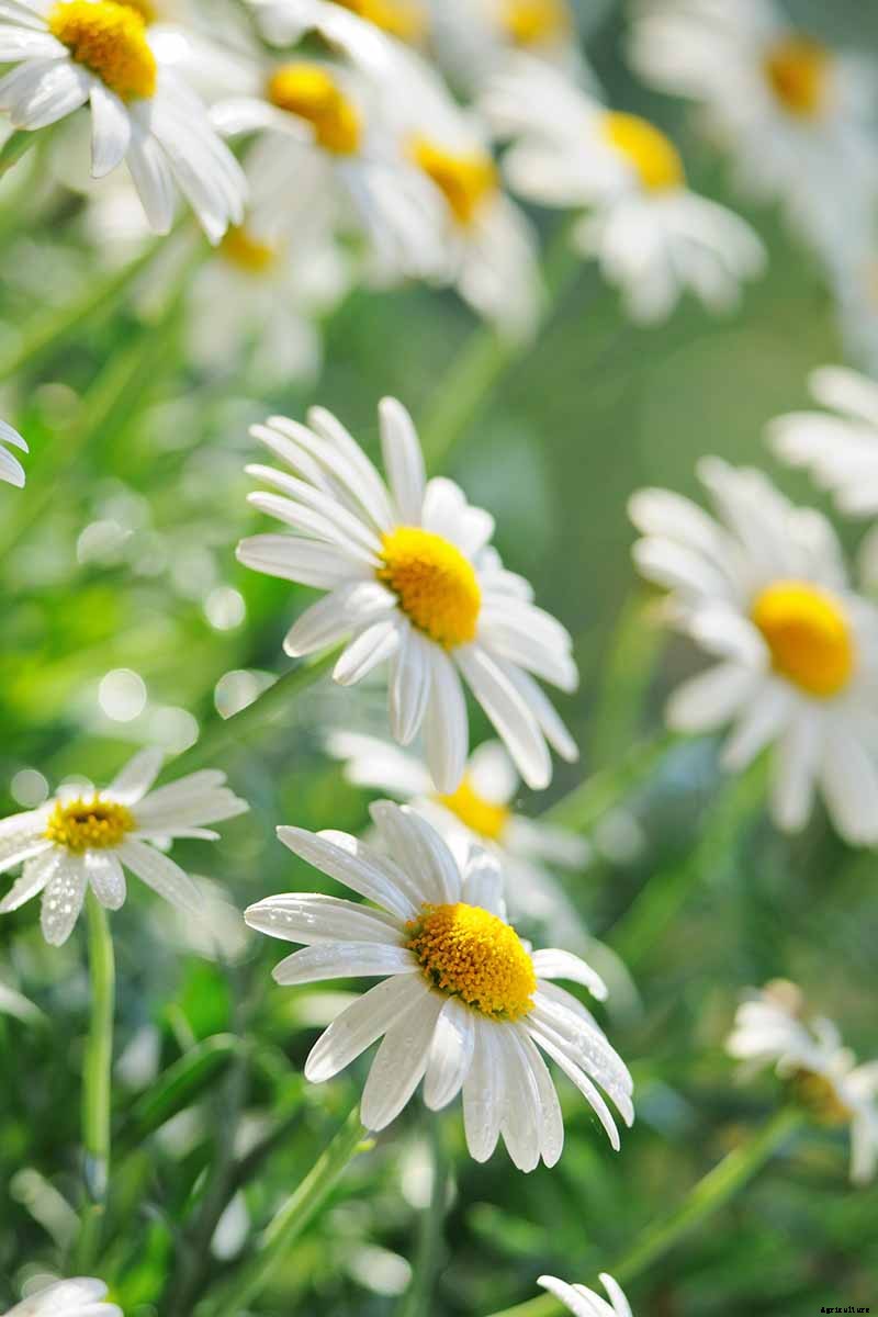 How to Grow Chamomile in Containers
