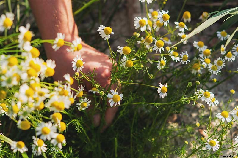 How to Grow Chamomile in Containers