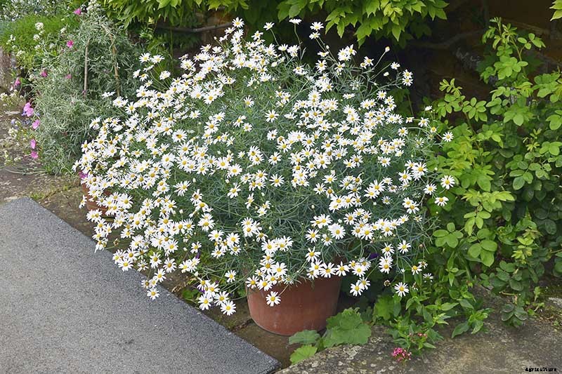 How to Grow Chamomile in Containers