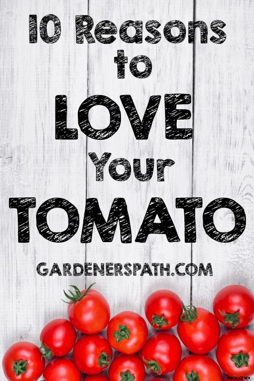 The Top 10 Reasons to Love Tomatoes and Add More to Your Diet