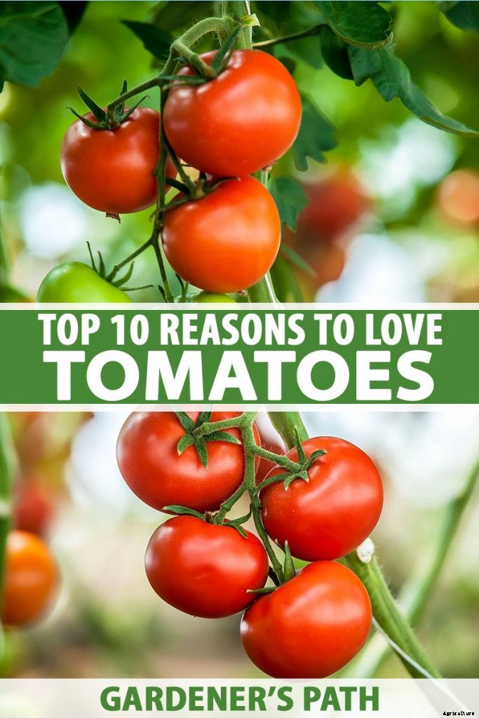 The Top 10 Reasons to Love Tomatoes and Add More to Your Diet