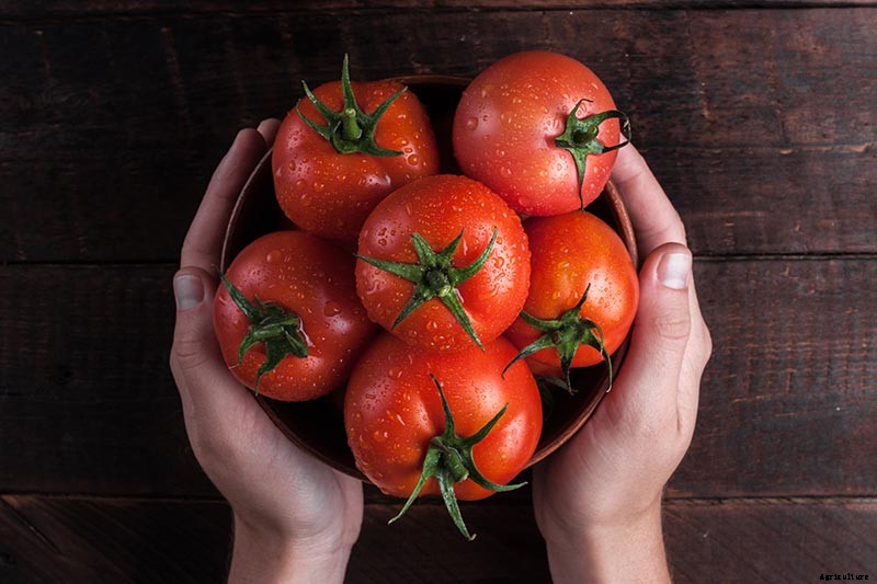 The Top 10 Reasons to Love Tomatoes and Add More to Your Diet