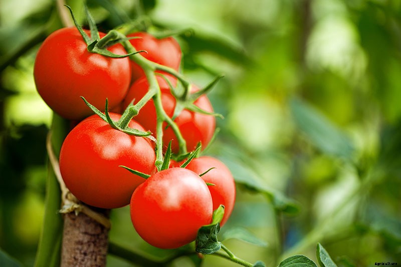 The Top 10 Reasons to Love Tomatoes and Add More to Your Diet
