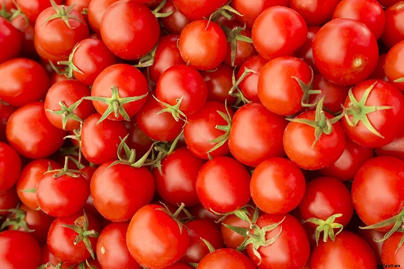 The Top 10 Reasons to Love Tomatoes and Add More to Your Diet