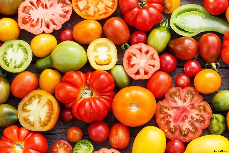 The Top 10 Reasons to Love Tomatoes and Add More to Your Diet