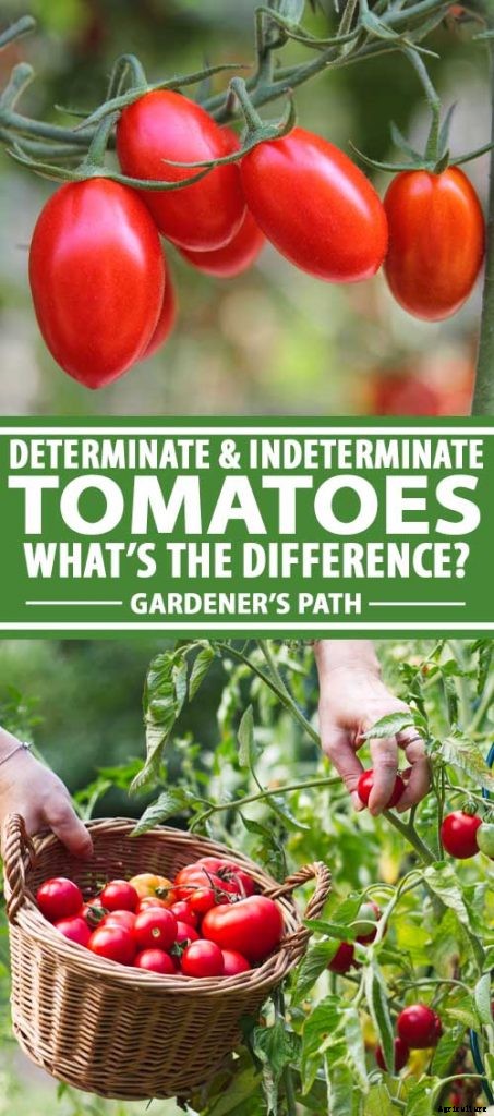 What’s the Difference Between Determinate and Indeterminate Tomatoes?