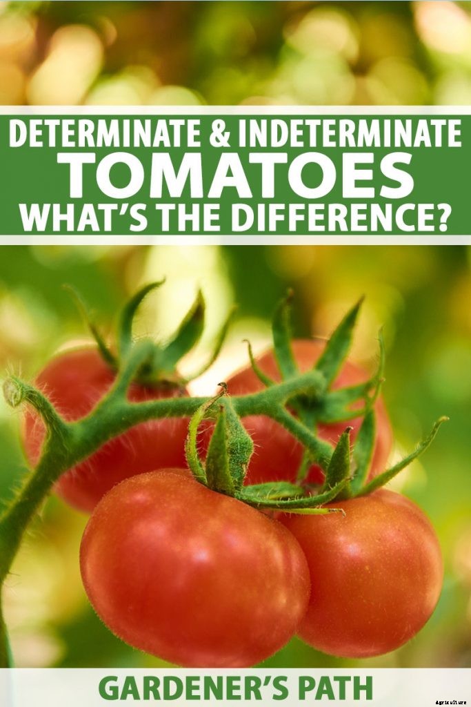 What’s the Difference Between Determinate and Indeterminate Tomatoes?