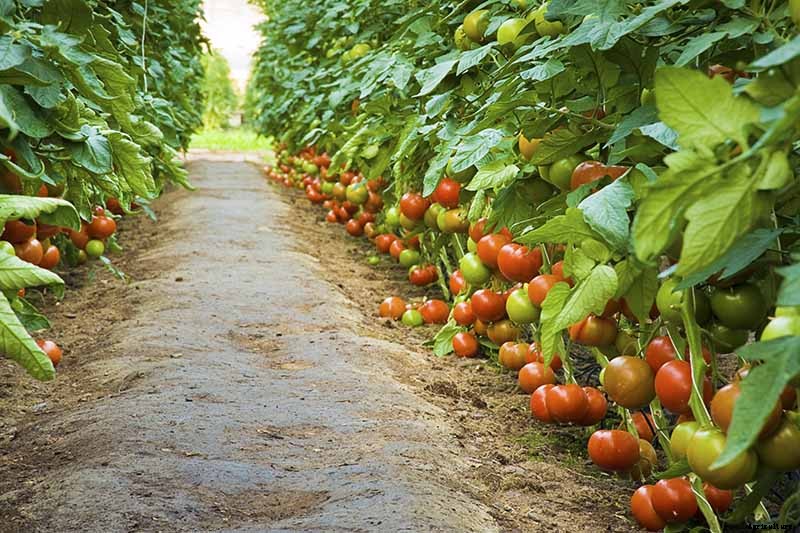 What’s the Difference Between Determinate and Indeterminate Tomatoes?