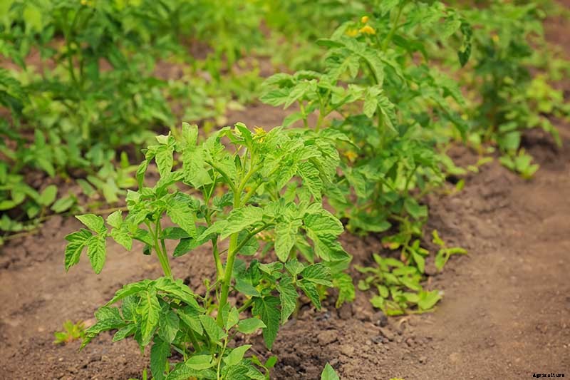 What’s the Difference Between Determinate and Indeterminate Tomatoes?