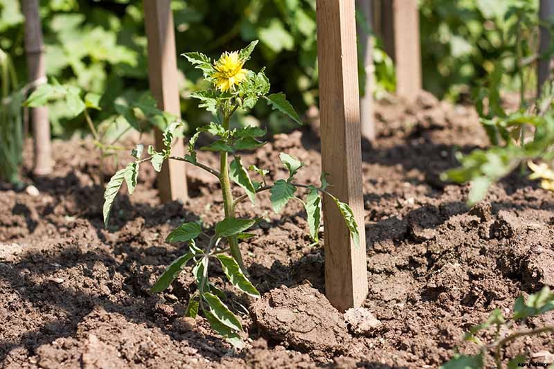 What’s the Difference Between Determinate and Indeterminate Tomatoes?