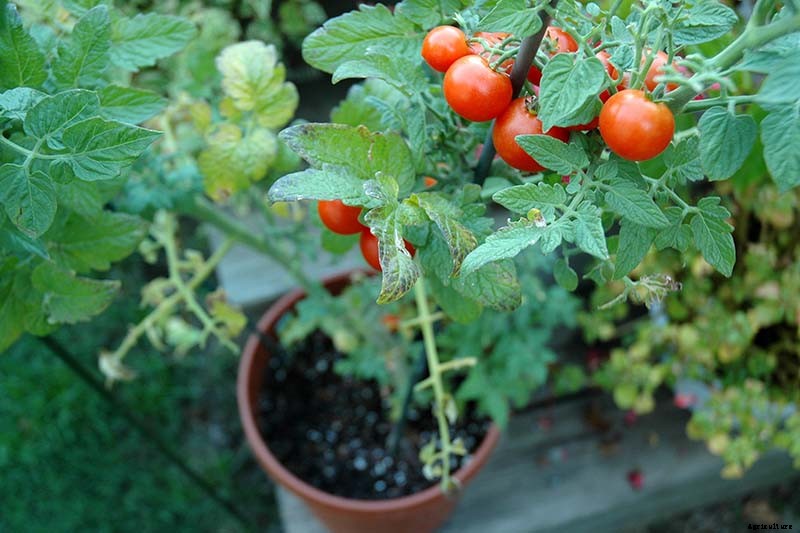 What’s the Difference Between Determinate and Indeterminate Tomatoes?