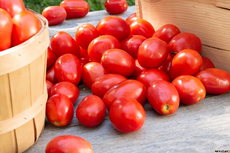 What’s the Difference Between Determinate and Indeterminate Tomatoes?