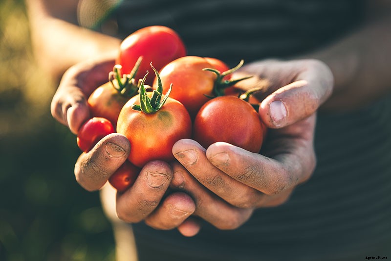 What’s the Difference Between Determinate and Indeterminate Tomatoes?