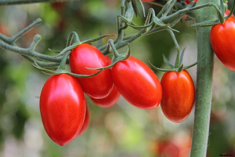 What’s the Difference Between Determinate and Indeterminate Tomatoes?