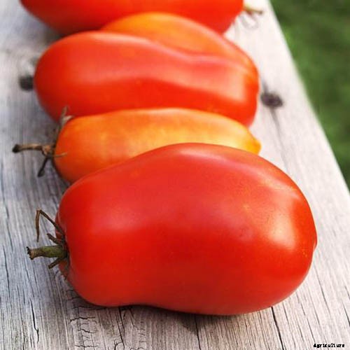 What’s the Difference Between Determinate and Indeterminate Tomatoes?