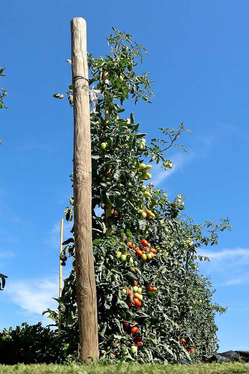 What’s the Difference Between Determinate and Indeterminate Tomatoes?