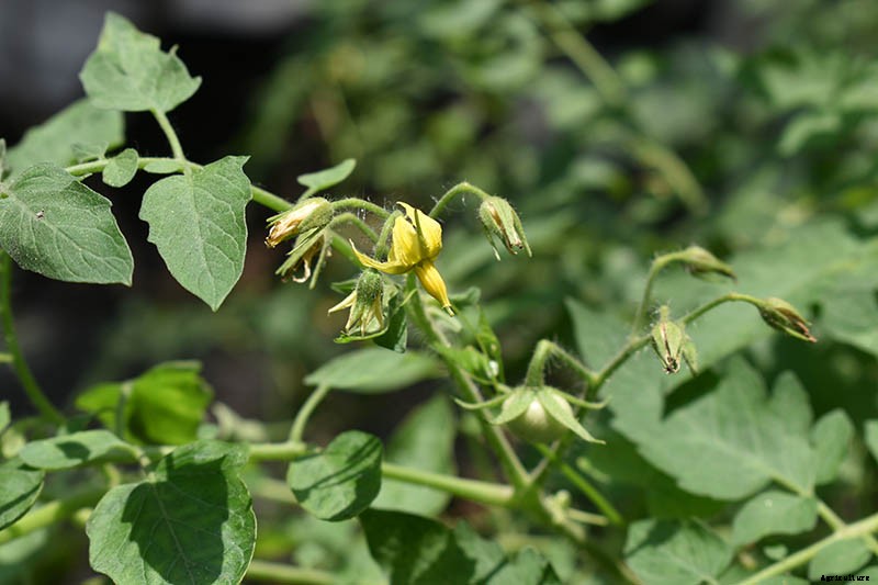 What’s the Difference Between Determinate and Indeterminate Tomatoes?
