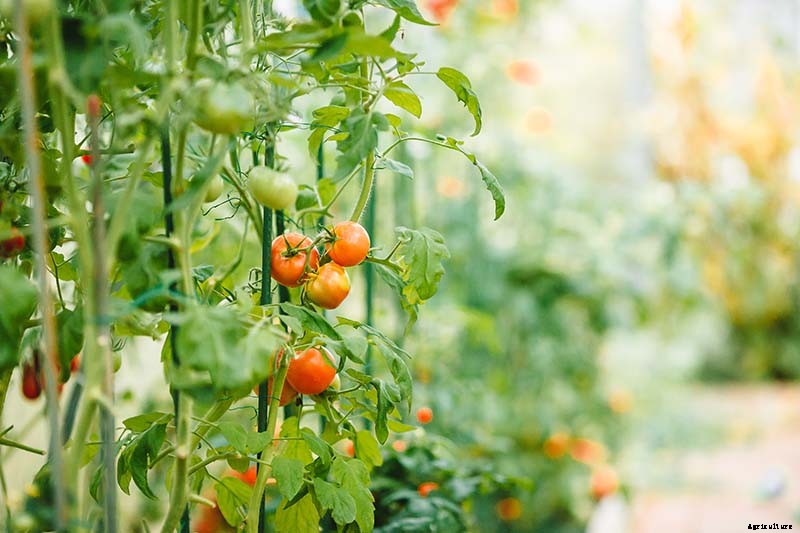 What’s the Difference Between Determinate and Indeterminate Tomatoes?