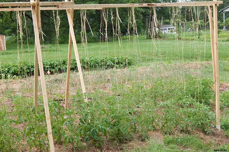 What’s the Difference Between Determinate and Indeterminate Tomatoes?